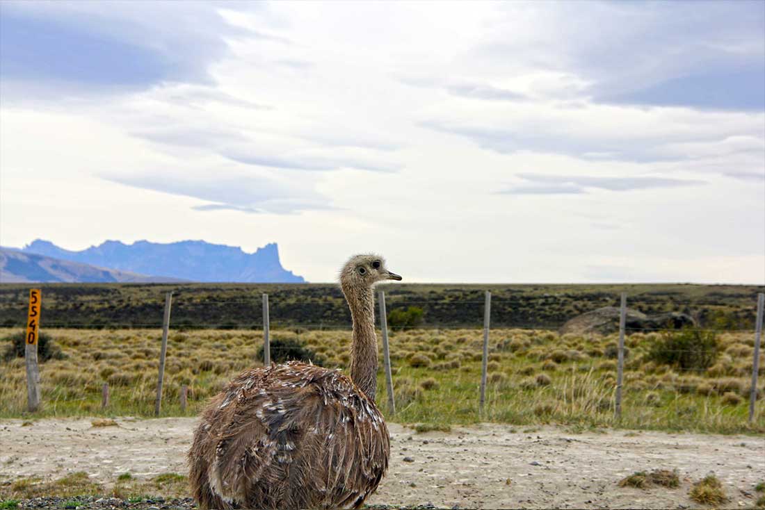 Ñandu - Torres del Paine Park - W-Trek